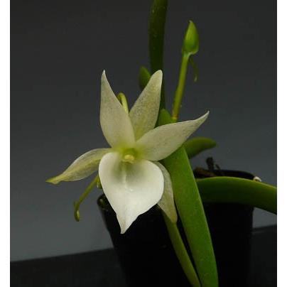 アングレカム レオニスangcm Leonis 花なし株 原種 芳香性 スズキラン園 通販 Yahoo ショッピング