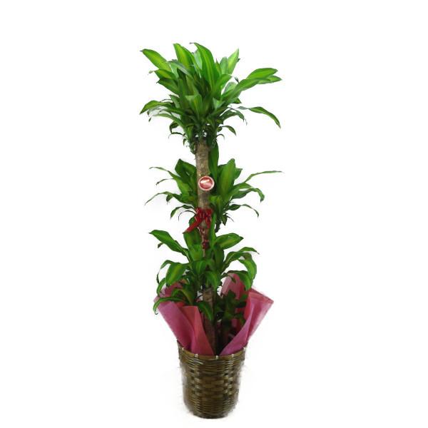 観葉植物 幸福の木 ドラセナ フレグランス マッサンゲアナ 幸福の木 10号鉢 茶かご 受け皿付き ブラウンバスケット 高さ160〜180cm程度 大型 インテリアグリーン
