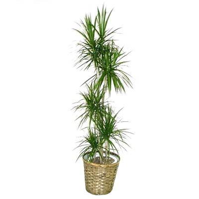 ドラセナ コンシンネ 真実の木 10号鉢 尺鉢 高さ170cm 観葉植物 送料無料 Www Energytribune Com