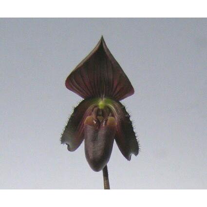 花なし株 パフィオペディラム カローサム ビニカラー Paph Callosum Var Vinicolor 原種 4号鉢 25cm 開花サイズ Bs 1064 スズキラン園 通販 Yahoo ショッピング