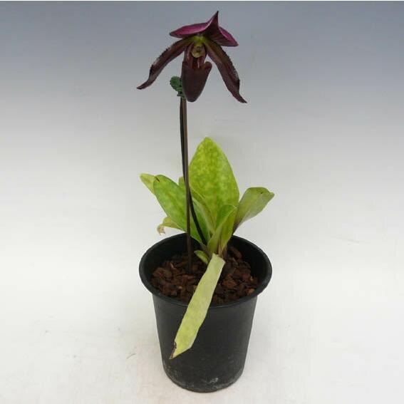 花なし株】 パフィオペディラム カローサム ビニカラー Paph