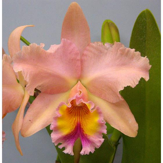 【花なし株】 リンコレリオカトレア ジョージキング ‘セレンディピティー’ Rlc.(Blc.)George King ‘Serendipity’ AM/AOSの画像