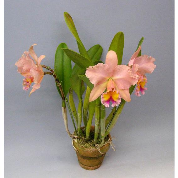 花なし株】 リンコレリオカトレア ジョージキング 'セレンディピティー