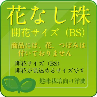 【花なし株】 リンコレリオカトレア ジョージキング ‘セレンディピティー’ Rlc.(Blc.)George King ‘Serendipity’ AM/AOSの画像