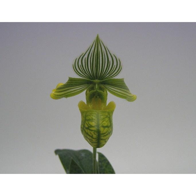 花なし株】 パフィオペディラム ベナスタム アルバム Paph.venustum