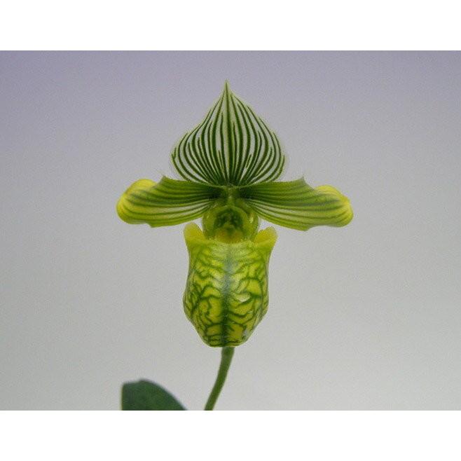 花なし株】 パフィオペディラム ベナスタム アルバム Paph 花なし株】 パフィオペディラム ベナスタム アルバム Paph