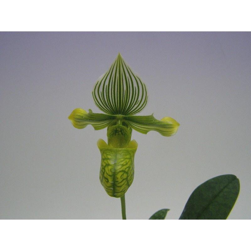 花なし株】 パフィオペディラム ベナスタム アルバム Paph 花なし株】 パフィオペディラム ベナスタム アルバム Paph