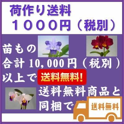 花なし株】 パフィオペディラム ベナスタム アルバム Paph 花なし株】 パフィオペディラム ベナスタム アルバム Paph
