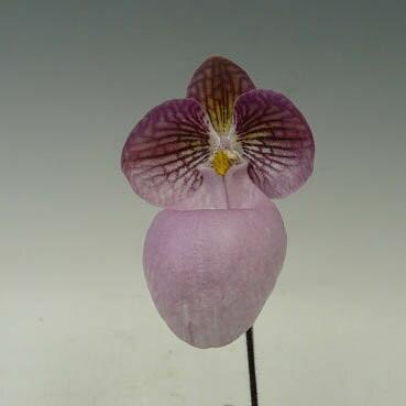 花なし株】 パフィオペディラム ミクランサム Paph.micranthum 原種