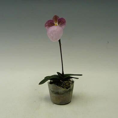 花なし株】 パフィオペディラム ミクランサム Paph.micranthum 原種