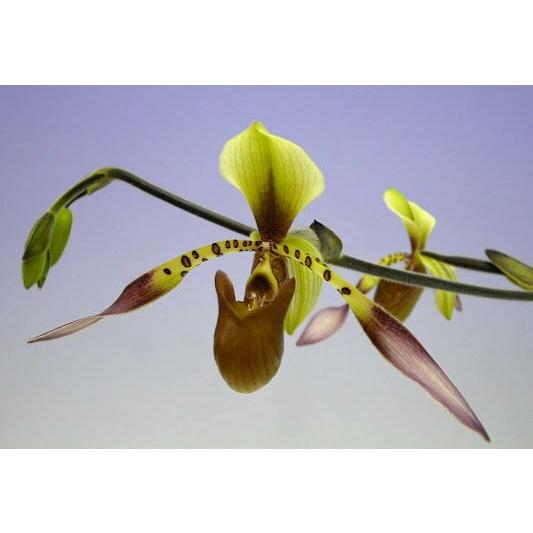 花なし株】 パフィオペディラム ローウィ Paph.lowii 原種 3.5号鉢