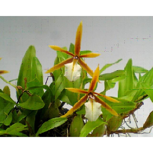 【花なし株】 ディネマ ポリブルボン Dinema polybulbon 原種 2.5号鉢 15cm 開花サイズ(BS) |  | 01