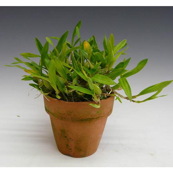 【花なし株】 ディネマ ポリブルボン Dinema polybulbon 原種 2.5号鉢 15cm 開花サイズ(BS) |  | 02