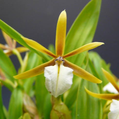 【花なし株】 ディネマ ポリブルボン Dinema polybulbon 原種 2.5号鉢 15cm 開花サイズ(BS) |  | 04