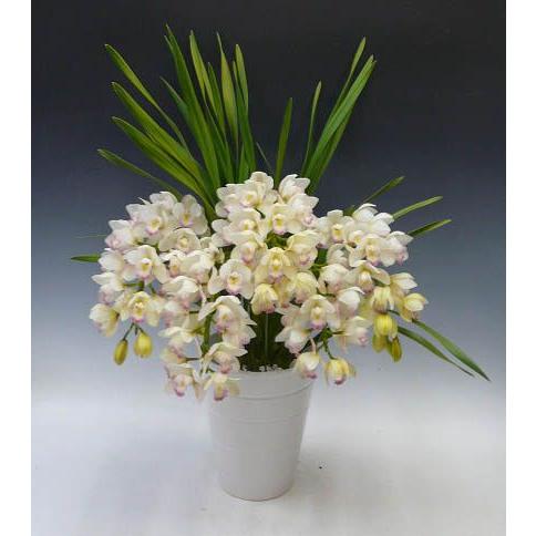 シンビジューム シーサイド ‘プリンセスマサコ（雅子様）’　アーチ　５本立ち　送料無料