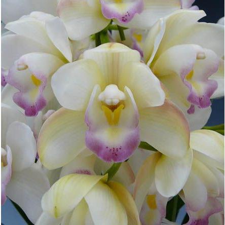 シンビジューム シーサイド ‘プリンセスマサコ（雅子様）’　アーチ　５本立ち　送料無料 