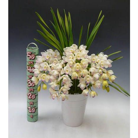 シンビジューム シーサイド ‘プリンセスマサコ（雅子様）’　アーチ　５本立ち　送料無料 