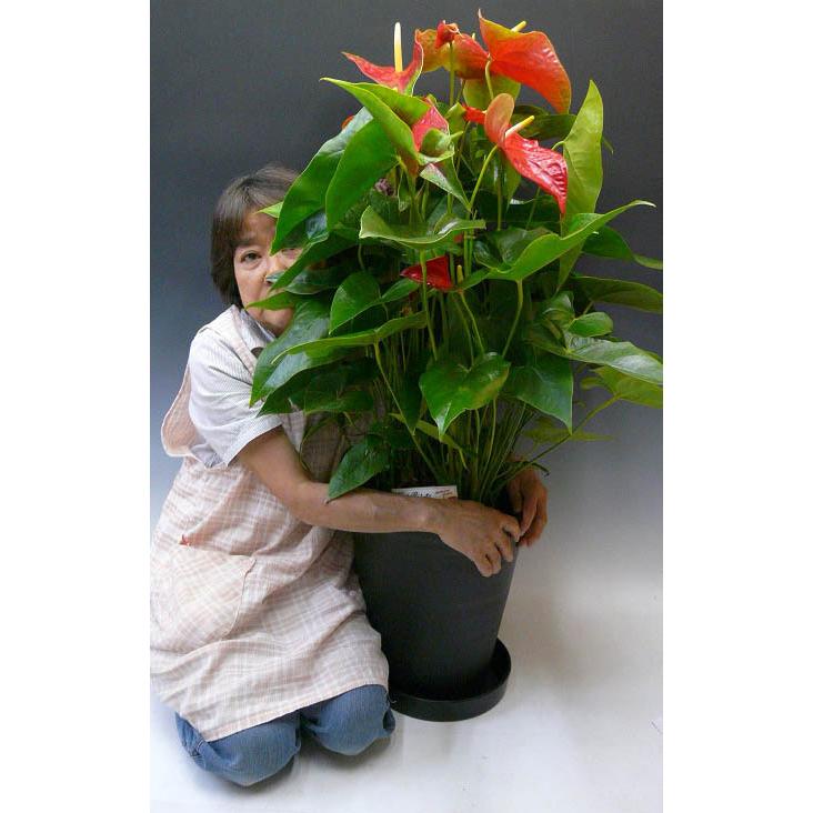 超特価セール 観葉植物 原種アンスリウム アリサエモイデス ３ ４号 １鉢 沖縄別途送料 絶妙 R4urealtygroup Com