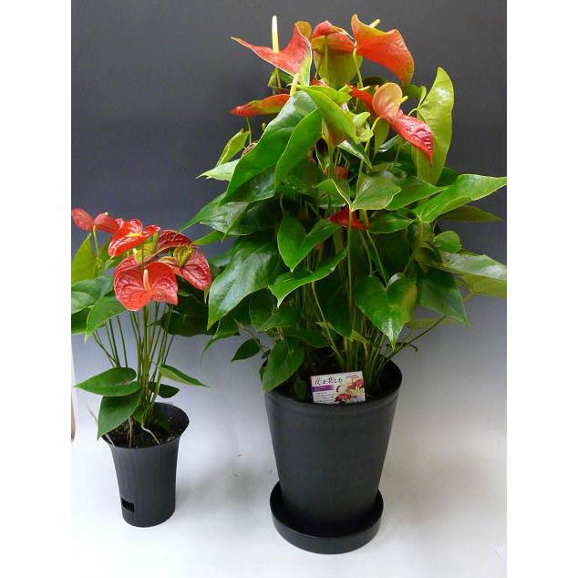 アンスリウム 赤 Anthurium10号鉢（尺鉢）（特大サイズ） 黒丸鉢 