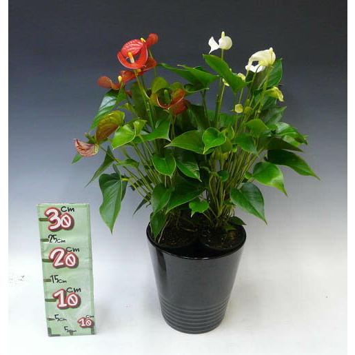 観葉植物 アンスリウム 紅白2色植え 8号鉢 黒陶器鉢 丸鉢 受け皿付き