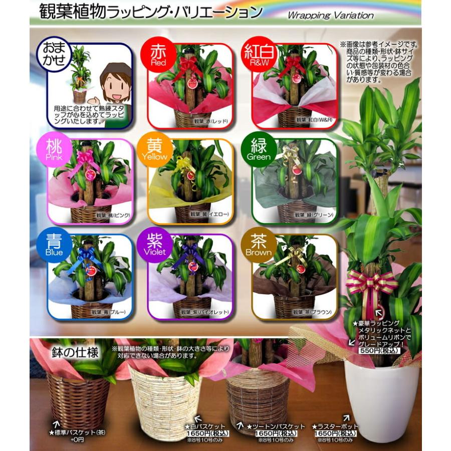 観葉植物 アンスリウム 紅白2色植え 8号鉢 黒陶器鉢 丸鉢 受け皿付き