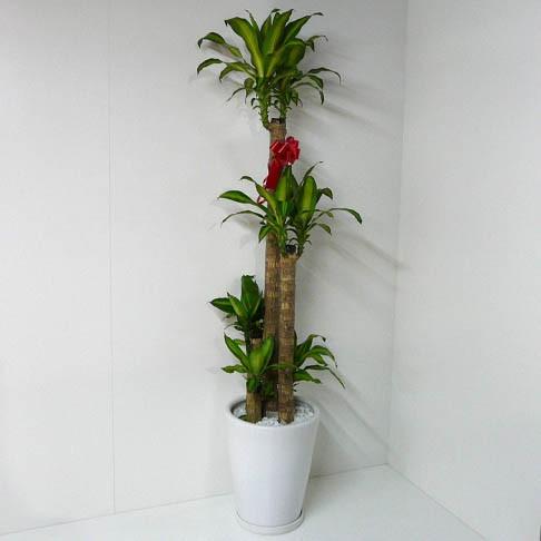 マランタ マッサンゲアナ 陶器鉢 お皿付き 観葉植物 幸福の木 ドラセナ フレグランス 'マッサンゲアナ' 高さ170cm