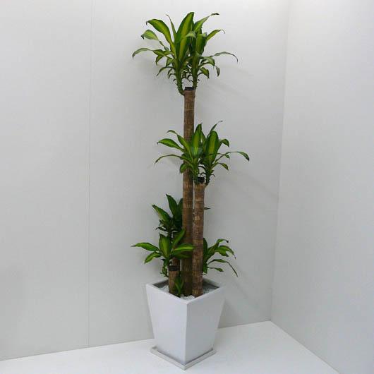 個人宛配送不可】 観葉植物 幸福の木 ドラセナ フレグランス 