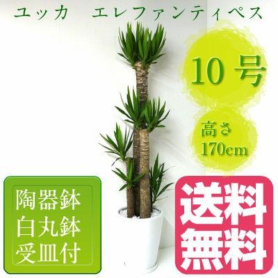 観葉植物 ユッカ エレファンティペス 青年の樹 高さ170cm 10号鉢 白 
