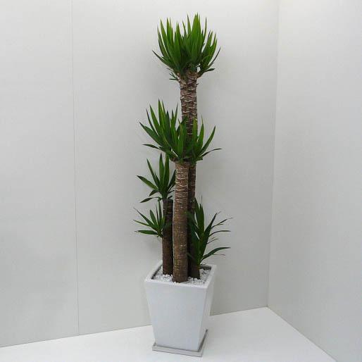 観葉植物 ユッカ エレファンティペス 青年の樹 高さ170cm 10号鉢 白 