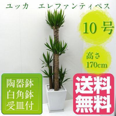 観葉植物 ユッカ エレファンティペス 青年の樹 高さ170cm 10号鉢 白 