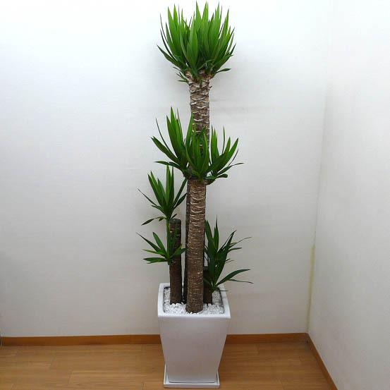 観葉植物 ユッカ エレファンティペス 青年の樹 高さ170cm 10号鉢 白 