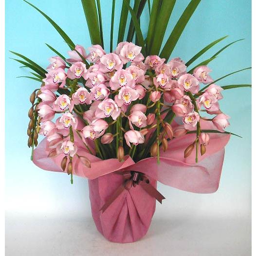 シンビジューム ピンク アーチ 6本立ち ラッピング付 耐寒性