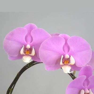 【花付き株】 ファレノプシス マリブマドンナ ‘セントレアホノカ’ Phal.Malibu Madonna ‘Centlair Honoka’ 交配種 3号鉢 50cm 開花サイズ(BS) |  | 02