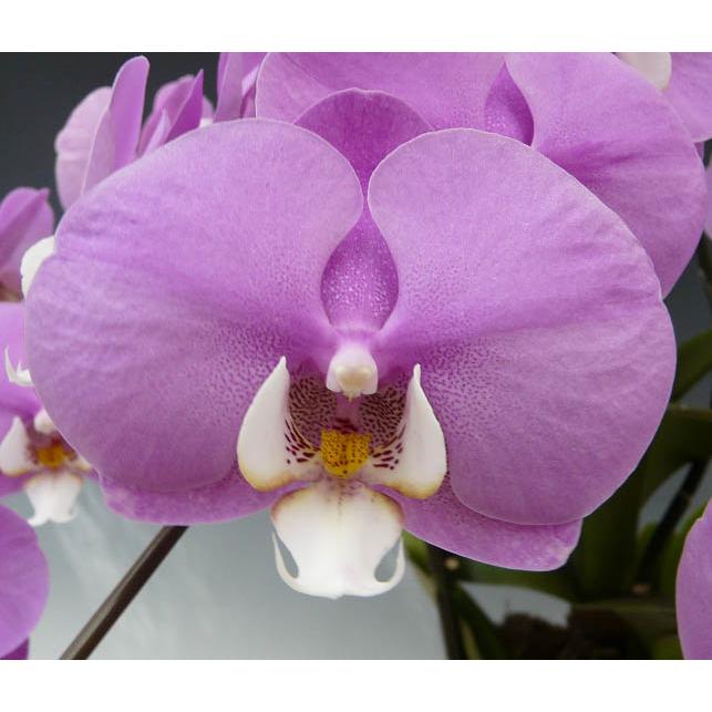 【花付き株】 ファレノプシス マリブマドンナ ‘セントレアホノカ’ Phal.Malibu Madonna ‘Centlair Honoka’ 交配種 3号鉢 50cm 開花サイズ(BS) |  | 03