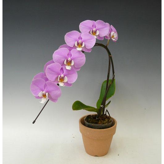 【花付き株】 ファレノプシス マリブマドンナ ‘セントレアホノカ’ Phal.Malibu Madonna ‘Centlair Honoka’ 交配種 3号鉢 50cm 開花サイズ(BS) |  | 04