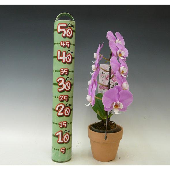 【花付き株】 ファレノプシス マリブマドンナ ‘セントレアホノカ’ Phal.Malibu Madonna ‘Centlair Honoka’ 交配種 3号鉢 50cm 開花サイズ(BS) |  | 05