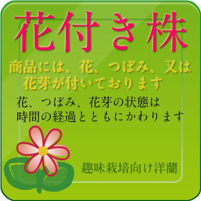【花付き株】 ファレノプシス マリブマドンナ ‘セントレアホノカ’ Phal.Malibu Madonna ‘Centlair Honoka’ 交配種 3号鉢 50cm 開花サイズ(BS) |  | 06