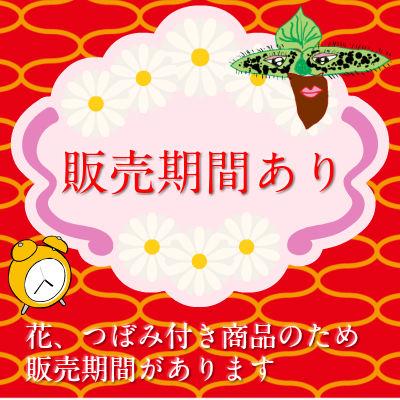 【花付き株】 ファレノプシス マリブマドンナ ‘セントレアホノカ’ Phal.Malibu Madonna ‘Centlair Honoka’ 交配種 3号鉢 50cm 開花サイズ(BS) |  | 07
