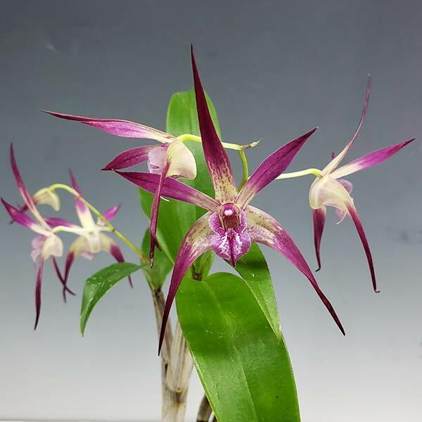 洋蘭　Den.MaroonStar'Cavalier' 花なし株】 デンドロビューム マローンスター 'カバリエール' Den