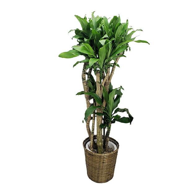 プヤ セルーレア プヤ セルーレア3ヘッド 数十年物 安心株 耐寒性 庭木