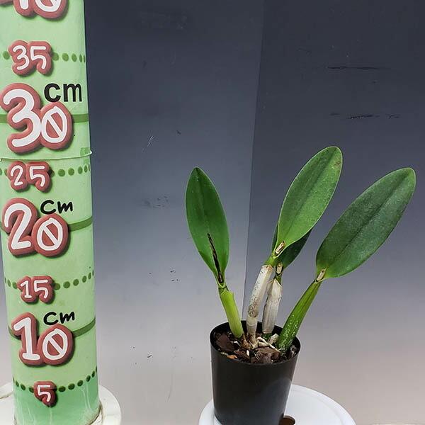 花なし株】 カトレア ラブキャッスル 'クレナイ' C.(Slc.)Love Castle