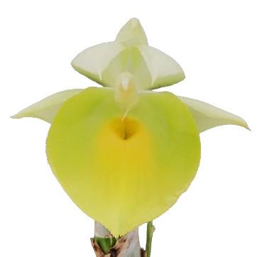 花なし株】 カタセタム ピレアタム 'ジャンボーグリーンゴールド' Ctsm