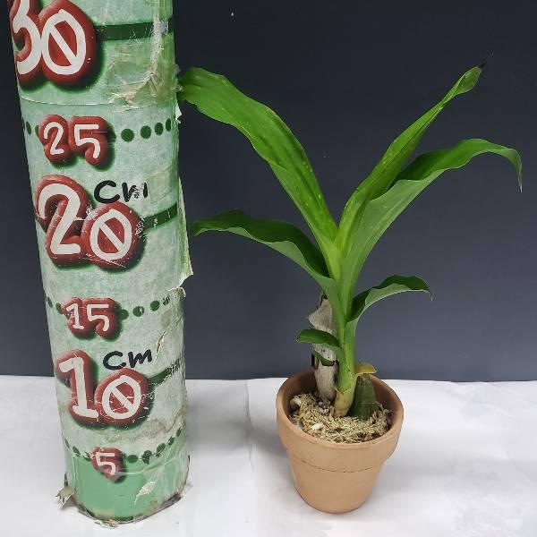 花なし株】 カタセタム ピレアタム 'ジャンボーグリーンゴールド' Ctsm