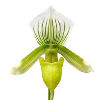 花なし株】 パフィオペディラム イーイングレーンコーラル Paph.Yi