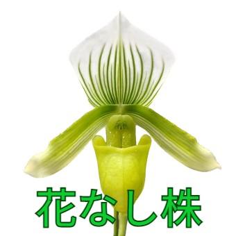 花なし株】 パフィオペディラム イーイングレーンコーラル Paph.Yi