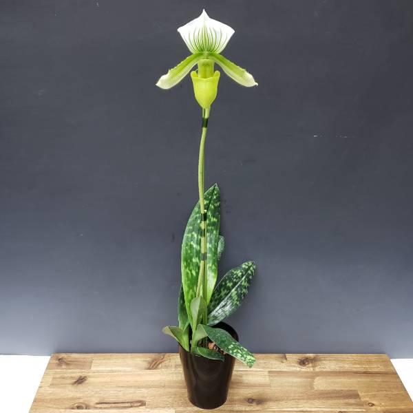 花なし株】 パフィオペディラム イーイングレーンコーラル Paph.Yi