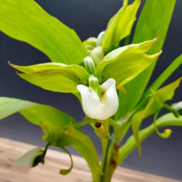 【花なし株】 シクノチェス レーマンニー Cyc.lehmannii (‘SVO’ x (‘＃1’x‘#2’)) 原種 芳香あり 3号鉢 35cm 開花サイズ(BS)の画像