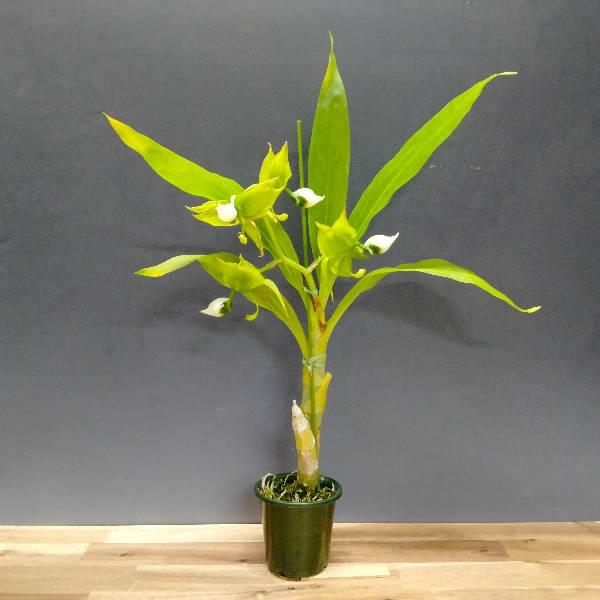 【花なし株】 シクノチェス レーマンニー Cyc.lehmannii (‘SVO’ x (‘＃1’x‘#2’)) 原種 芳香あり 3号鉢 35cm 開花サイズ(BS)の画像