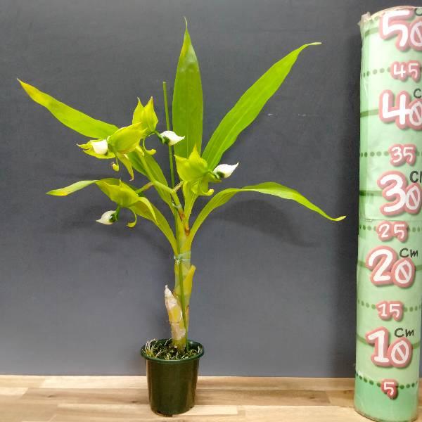 【花なし株】 シクノチェス レーマンニー Cyc.lehmannii (‘SVO’ x (‘＃1’x‘#2’)) 原種 芳香あり 3号鉢 35cm 開花サイズ(BS)の画像