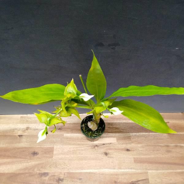 【花なし株】 シクノチェス レーマンニー Cyc.lehmannii (‘SVO’ x (‘＃1’x‘#2’)) 原種 芳香あり 3号鉢 35cm 開花サイズ(BS)の画像